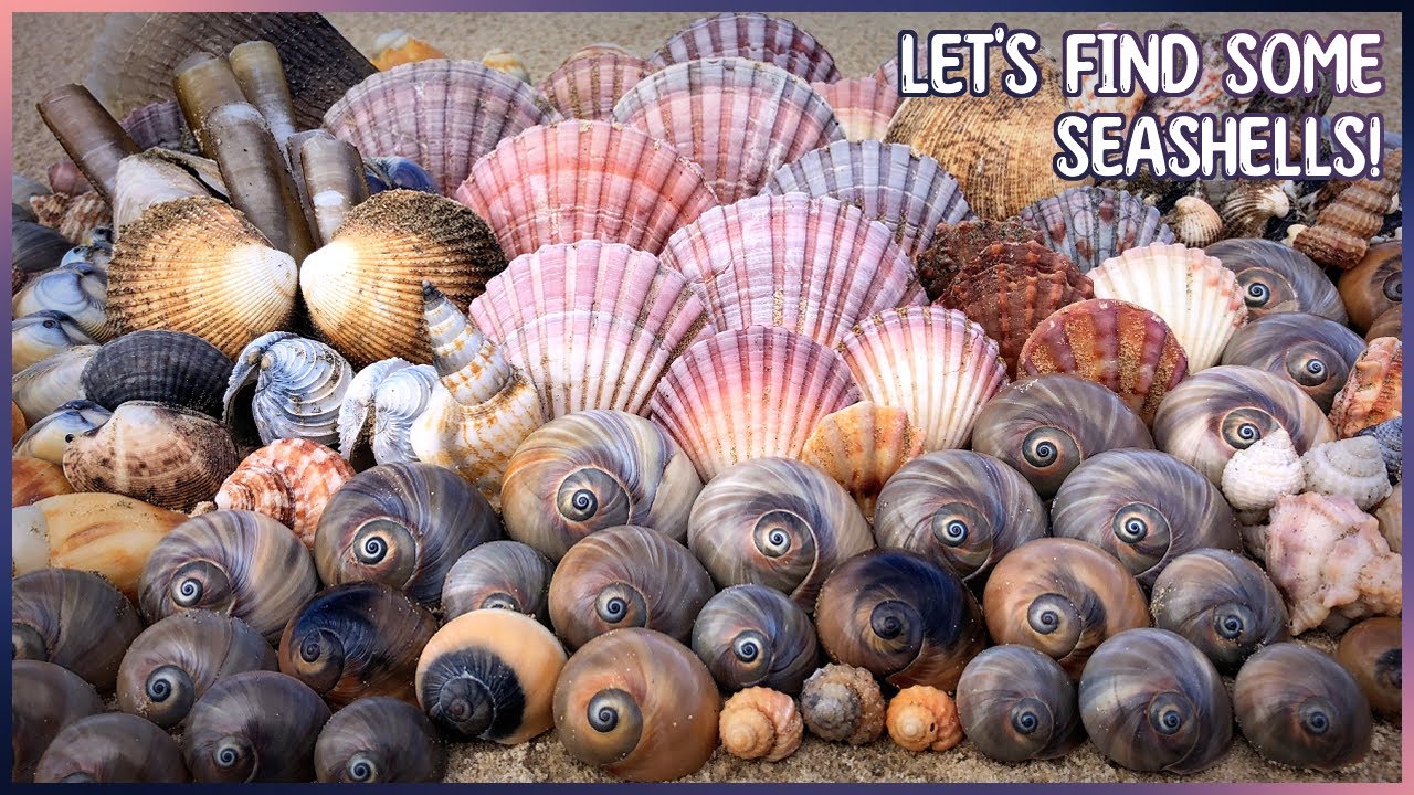 Moon Snails on the Mudflats | Finding Shells at Low Tide at Hervey Bay