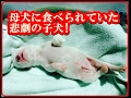 衝撃!母犬に食べられていた悲劇の子犬を発見。無残な子犬のその後の命は・・・!?【nekoの部屋】