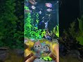 Candy Labubu Water Gamebot #gaming #squidgame #satisfyingvideo #satisfying #toys