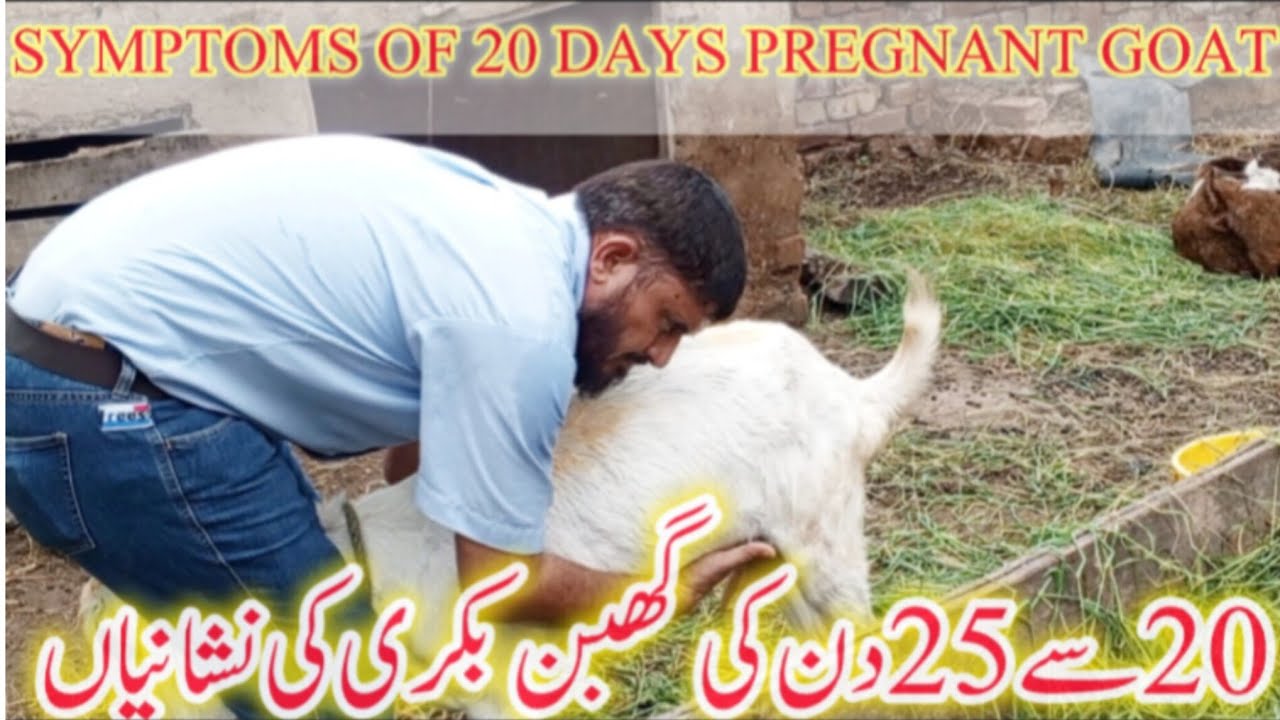 20 din ki pregnant bakri ki nishaniyan | pregnant bakri pata kaise karen | Dr M Sattar Ahmad 
