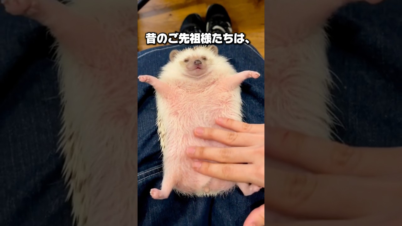 【歩く栗】ハリネズミの可愛さが分かる1分解説