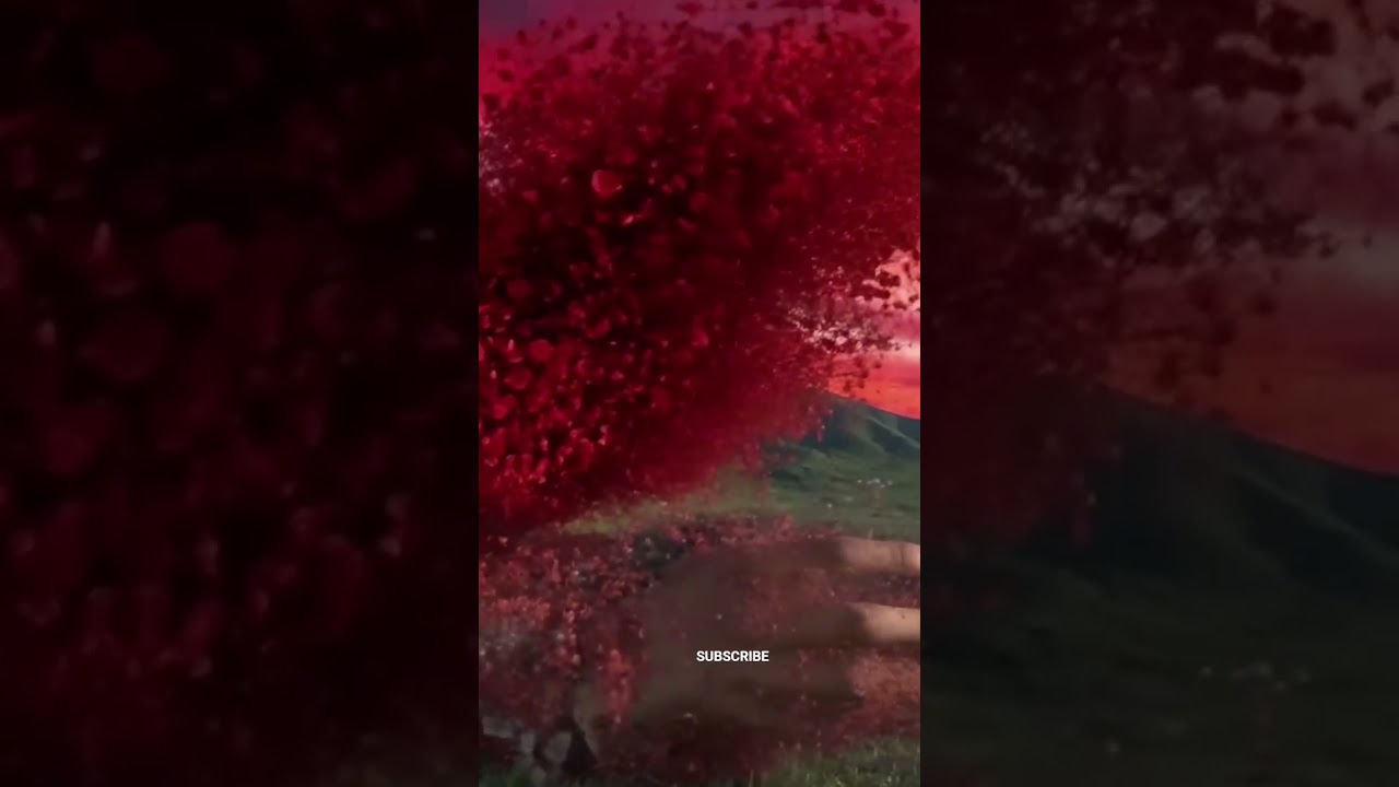 Beautiful Flowers 🌸 !! 