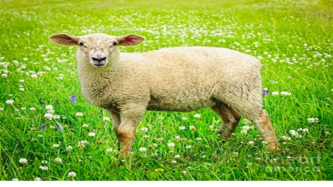 MI OVEJITA LUCERA FRANCISCO DE MIGUEL YouTube MI OVEJITA LUCERA FRANCISCO DE MIGUEL YouTube