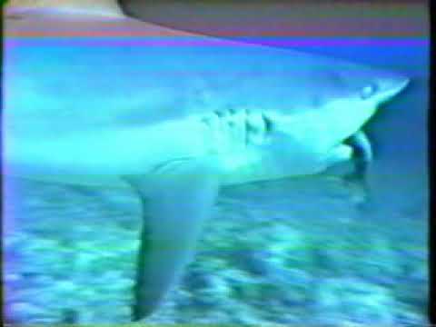 Scuba - Club Med Faru Maldives Diving Paradise 3 -- part 2