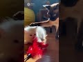 Shocking! The poor kitten has the Transformer ! Greedy Kitten !#shorts #cat #ai #story #kitten