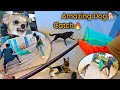 Awara Dog Catching Amazing Video || Street Dog Catch