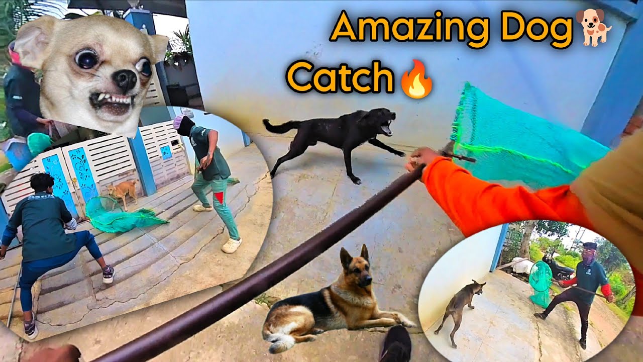 Awara Dog Catching Amazing Video || Street Dog Catch 