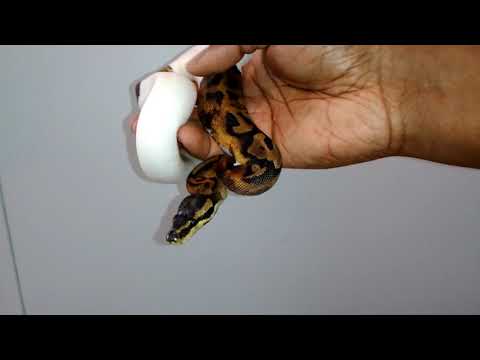 Happy face piebald ball python