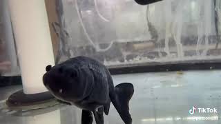 Black Ranchu Goldfish