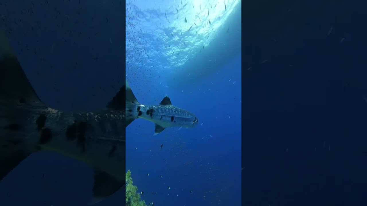 барракуда 🐟Шарм-эль-Шейх🇪🇬