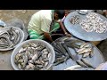 FISH MARKET - Unique rural village fish market and Sea food market / Alive fish shop | Part - 02