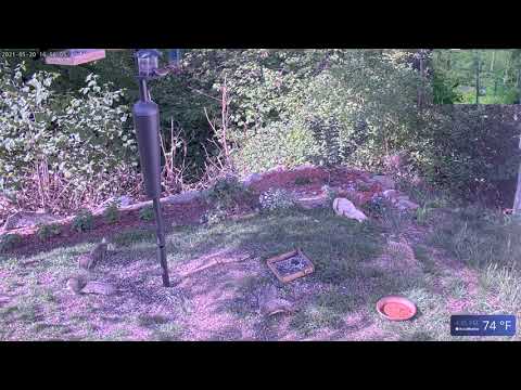 Squirrel Dropkick