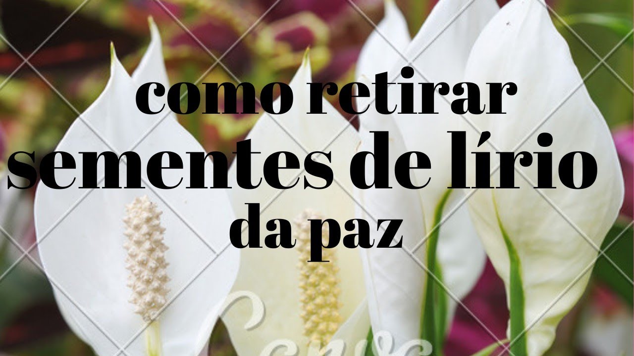 👉COMO RETIRAR SEMENTES DE LÍRIO DA PAZ.