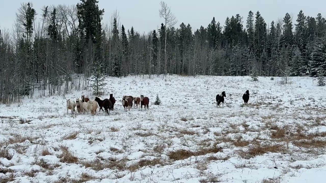Alberta Wild Horses @ Rocky Mountain, Alberta
