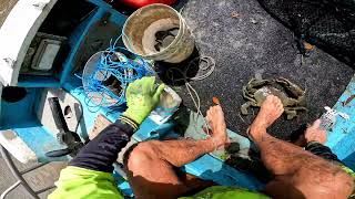 catching huge mudcrabs, muddy waters  Queensland, Australia.