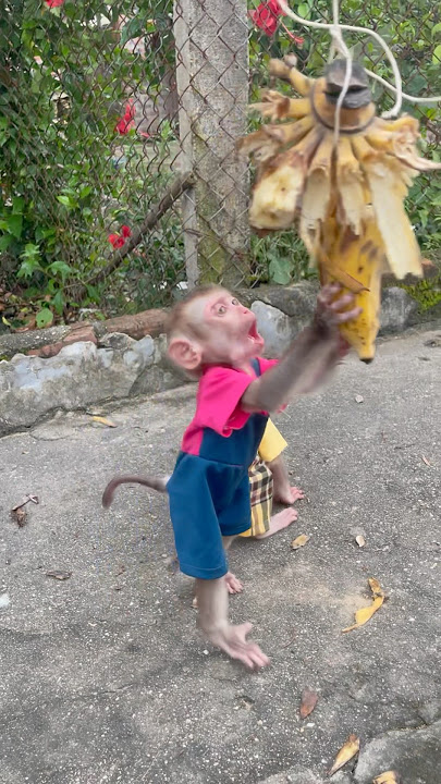 baby monkey kali picking bananas;🍌🍌