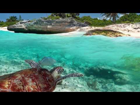 Pod jakimi względami afryka i oceania?