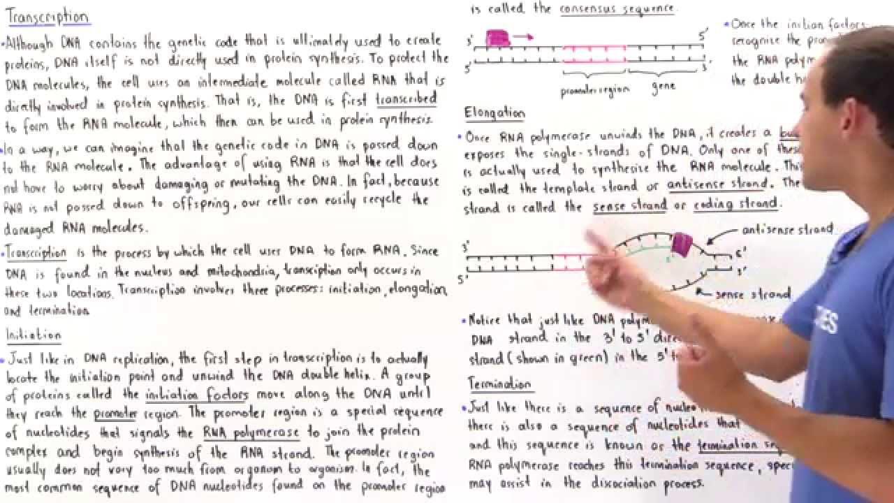 RNA Transcription
