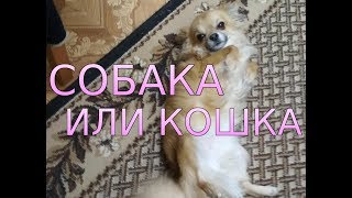 ЧихуаХуа. Собака или кошка. Тула вязка . ЧихуаХуа. Собака или кошка. Тула вязка .