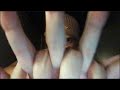 ASMR My New Triggers Mouth Sounds, Hand Movements, Visual Triggers
