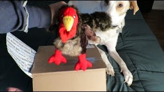Bark Box November- Big and Bold size - free month