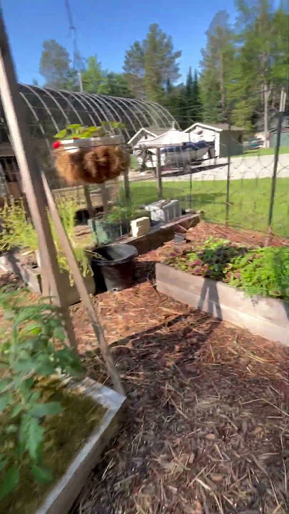 OMG-Oh My Garden  Fast Greenhouse tour Part 2  #garden #ihavethisthingwithplants
