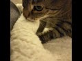 Cat Kneading and Purring | #Cats #Shorts #ASMR #Kneading