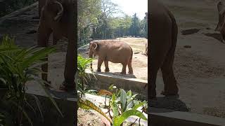 Asian Elephant Mysore Zoo # Shorts # ytshorts # Youtube Shorts