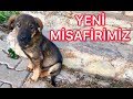 Terk Edilen Yavru Köpek Yeni Misafirimiz Oldu