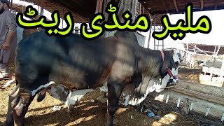 Malir Mandi Cattle Rates Update|11-May-2024|Cow Mandi Update ❤️