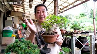 盆栽 メンバー限定】盆栽の価値と買い方入門。長編版 - YouTube