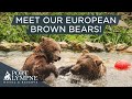 Everything You Need To Know About Our European Brown Bears