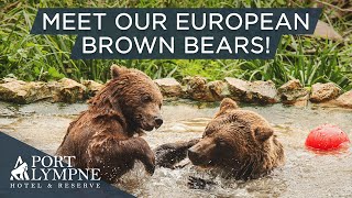 Everything You Need To Know About Our European Brown Bears by The Aspinall Foundation 24,084 views 2 years ago 6 minutes