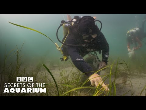 Restoring Seagrass in Plymouth Sound | Secrets of the Aquarium | BBC Two