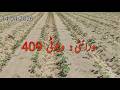 409 Velvety Cotton Crop Stage 2 | Fertilizer Application &amp; Pest Control Guide 2026