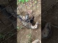 括り罠に掛かったアナグマ🦡　オス　体長66cm 2023/5/3 #有害鳥獣駆除