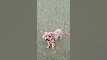 Doggy Day School 