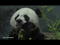 Keeper Connections: Mei Xiang