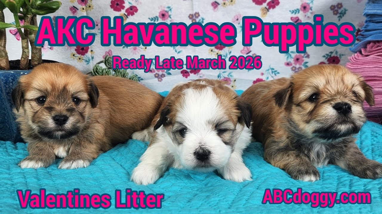 Щенки гаванской болонки AKC * Помет ко Дню святого Валентина * Родители - Тори и Джаггер * ABCdog...