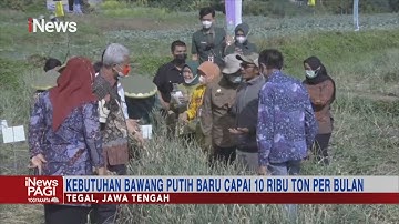 Pemprov Tinjau Pengelolaan Produksi Bawang Putih di Tegal #iNewsPagi 13/08