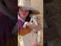 Can you travel with pets as a digital nomad therapist?
