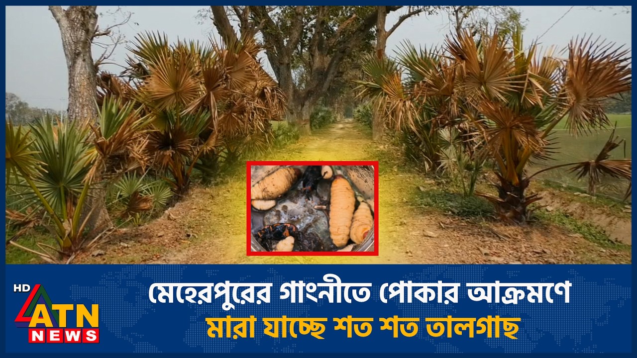 মেহেরপুরের গাংনীতে পোকার আক্রমণে মারা যাচ্ছে শত শত তালগাছ | Metal | ATN News