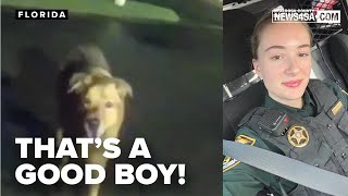 A deputy is led directly to the location of a fallen elderly woman by the loyal dog she was walking