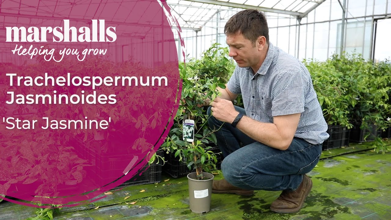 Star Jasmine 🌿 Scented Evergreen Climber | Marshalls Garden