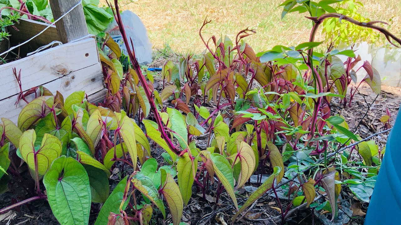 Cách trồng khoai mỡ từ củ khoai-trồng một lần ăn hoài