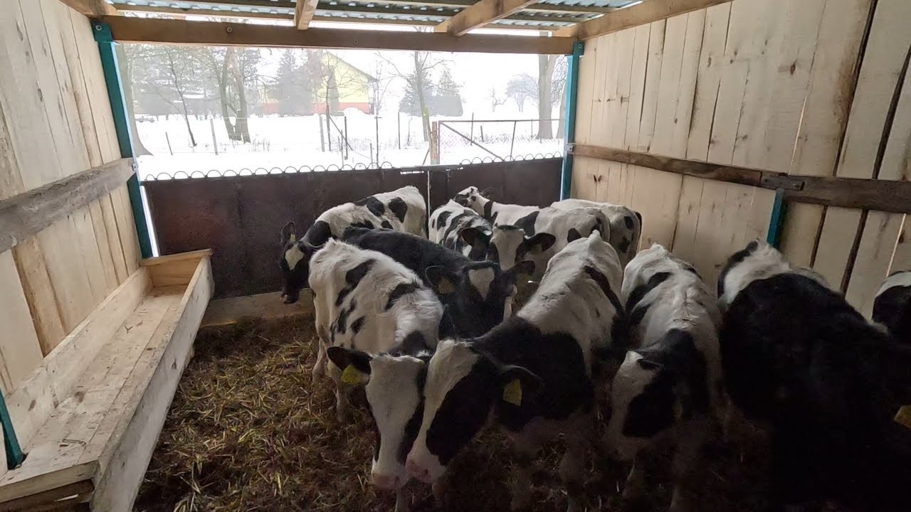 #350 Nowa Wiata Na Byczki Skończona || Prezentacja Oraz Usuwanie Obornika