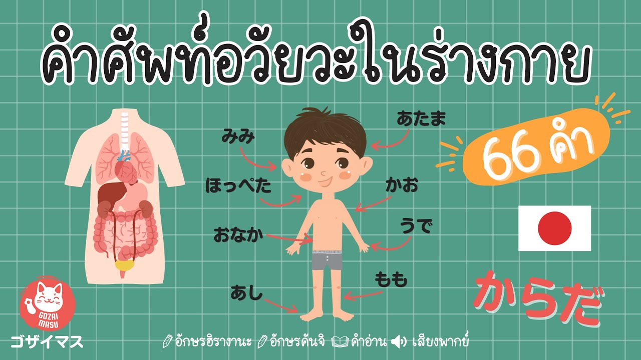 คำศัพท์อวัยวะในร่างกาย ภาษาญี่ปุ่น からだ | ญี่ปุ่นน่ารู้ | gozaimasu