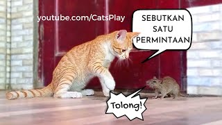 Aksi Kucing Menangkap Tikus | Amazing Cats Catches Mouse