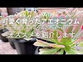 可愛く育った【アエオニウム】を紹介！おすすめがいっぱい！2025年3月
