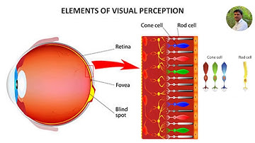 Elements of Visual Perception